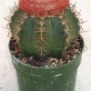 melocactus_matanzanus